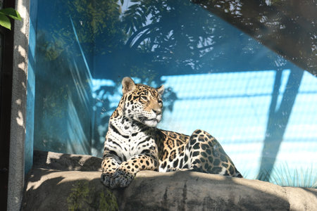 Cool Leopardの写真素材