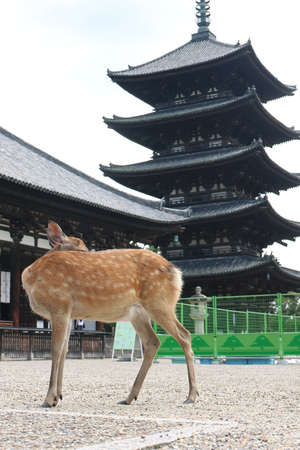Deer in Nara Park look away with the camera facingのeditorial素材