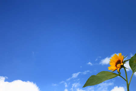 Beautifully blooming sunflowers and summer sky patternsの写真素材