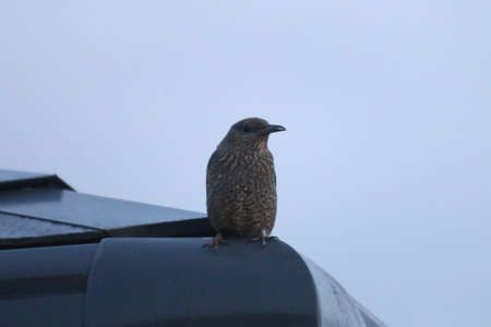 a rare bird not seen much