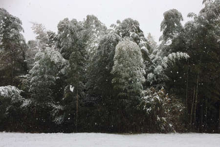 Snow piled up in Nara Prefectureの写真素材