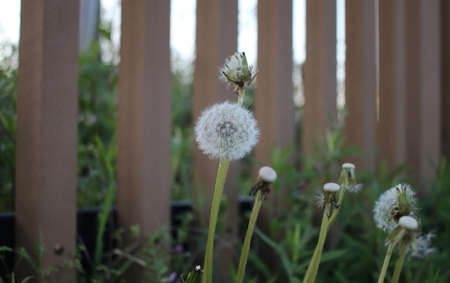 Cute Dandelion Fluffの写真素材