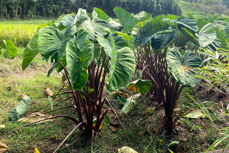 Large leaf