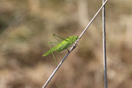 a grasshopper that walks dexterously through thin branches