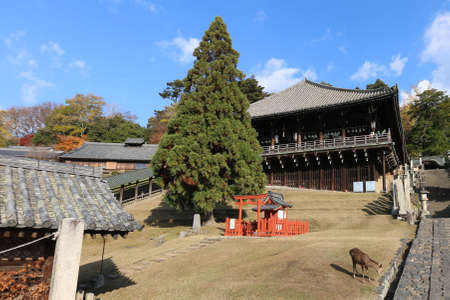 Nigatsu-do Hall and Deer at World Heritage Todaiji Templeのeditorial素材