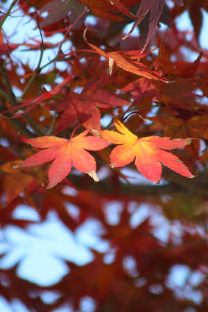 Beautiful autumn leaves in Nara Park