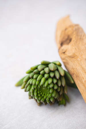 nutritious and fresh delicious food rock pineの写真素材