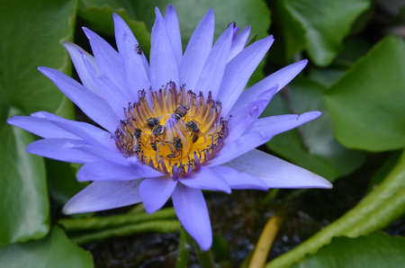 violet lotus and bee in nature