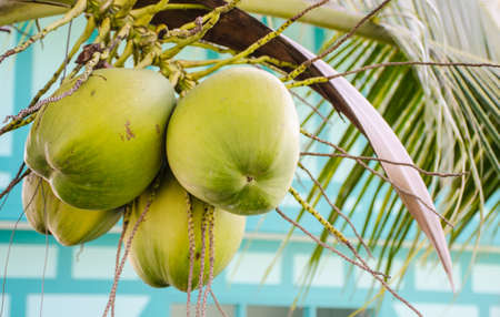 Coconut trees tropical travel in thailandの写真素材