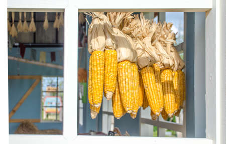 Corn hanging at the windows on the farmの写真素材