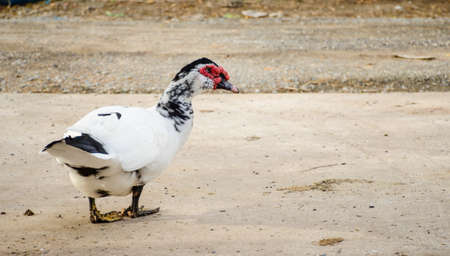 white duck stand on the floorの写真素材