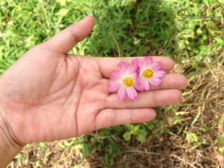 Flower in handの素材