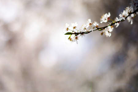 Sakuraの写真素材