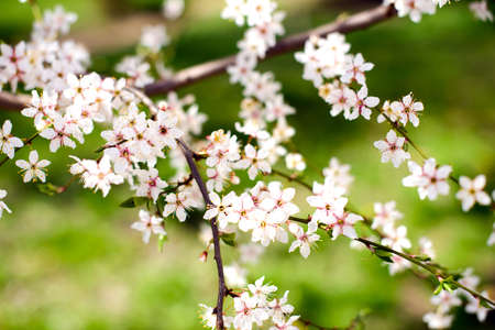 Sakura