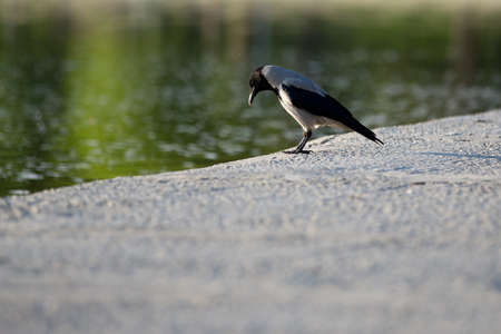 Birdsの写真素材