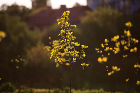 Flowersの写真素材