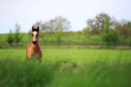 horseの写真素材