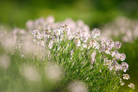 flowersの写真素材