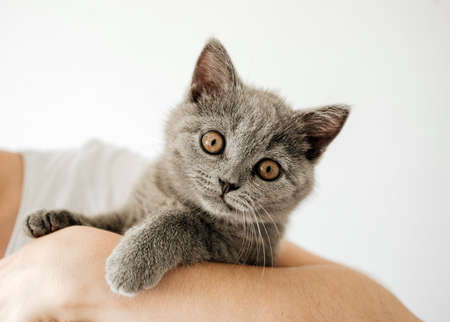 Happy kitten likes being stroked by woman's hand. The British Shorthairの写真素材