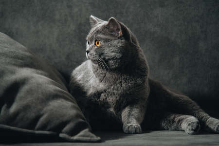 British shorthair cat, blue-gray color with orange eyes. lying on the dark sofa and looking back.の写真素材