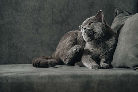 British shorthair cat, blue-gray color with orange eyes. lying on the dark sofa and looking back.