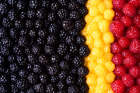 Raspberries and blackberries in a row as a background.の素材