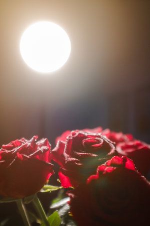 Red roses in the morning light. Valentine's Day. Copy space.の写真素材