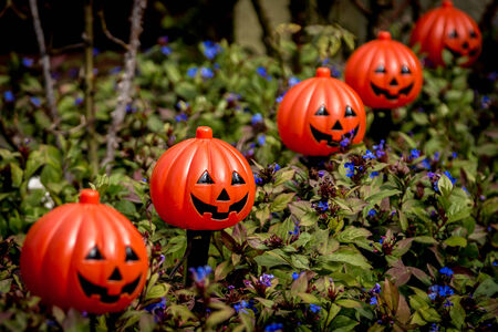 Halloween Pumpkinsの写真素材