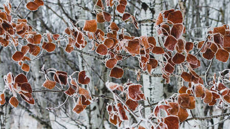 Hoarfrost at Assinniboine Forest on a winter day in Winnipeg, Manitoba