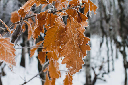 Hoarfrost at Assinniboine Forest on a winter day in Winnipeg, Manitobaの写真素材