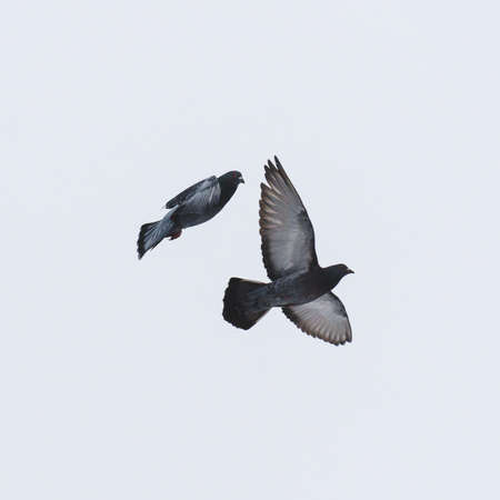 Two Pigeons flying on a cold January day