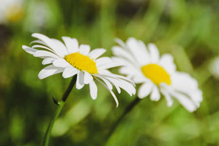 Close up of two daisies in full bloom growing in a garden in Winnipeg, Manitobaの写真素材