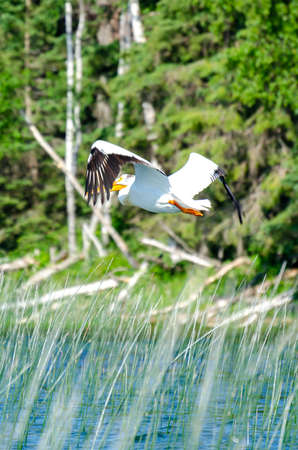 Pelican flying over Child' Lake, Duck Mountain Provincial Park, Manitoba, Canadaの写真素材