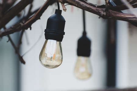 Outdoor Edison bulbs lights hanging from vinesの写真素材