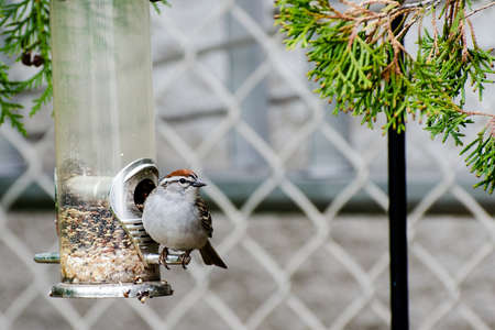bird eating seed from bird feeder