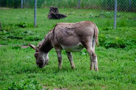 Sardinian Miniature Donkey at the Assiniboine Park Zoo, Winnipeg, Manitoba, Canada
