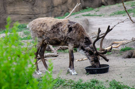 Reindeer at the Assiniboine Park Zoo, Winnipeg, Manitoba, Canadaの写真素材