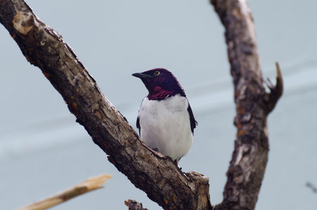 Violet-backed Starling at the Assiniboine Park Zoo, Winnipeg, Manitoba, Canadaの写真素材