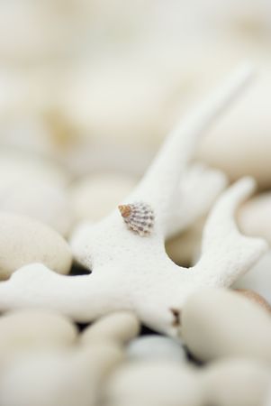 shellsの写真素材