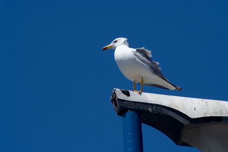 seagullの写真素材