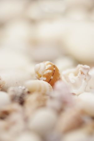 shellsの写真素材