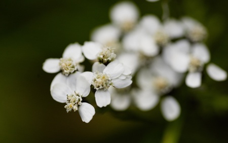 Macro of white flowerの写真素材