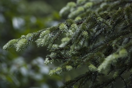 Christmas Backgroundの写真素材