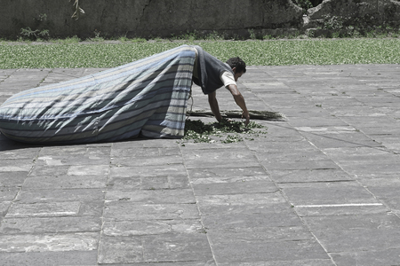 Worker collecting the dried coca leaves in a big sack at The Coca Leaves Depot in Chulumani. October 13, 2012 - Sud Yungas, Boliviaのeditorial素材