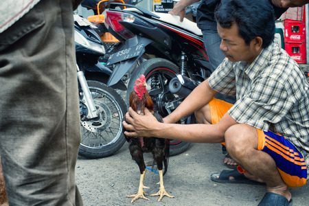 Man examines a rooster used for cockfight. January 17, 2014 - Surabaya, Java, Indonesiaのeditorial素材