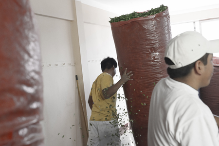 Worker moving large sack full of coca leaves at The Coca Leaves Depot in Chulumani. October 14, 2012 - Sud Yungas, Boliviaのeditorial素材