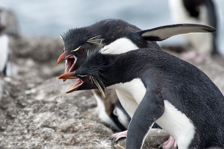 Rockhopper penguins fighting over territory, Falkland Islands ( Islas Malvinas)の写真素材