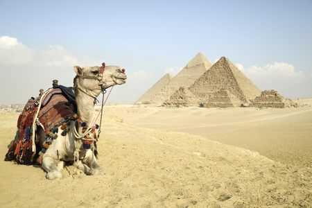 Panoramic View Of The Pyramids From Giza Plateau, Cairo, Egypt. Camel Sitting In Front Of The Pyramidsの写真素材