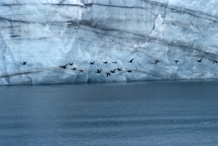 Flock Of Pelagic Cormorant Flying Next To Margerie Glacier At Glacier Bay National Park, Alaska
