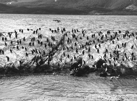 King Cormorant Colony, Beagle Channel. Tierra Del Fuego, Argentinaの写真素材